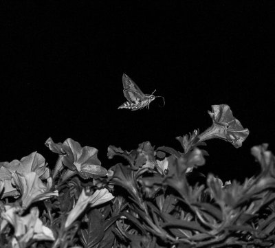 31. Hummingbird Moth