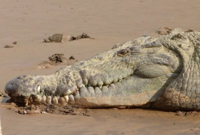 46. Smiling Croc