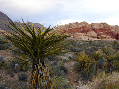 Red Rock Canyon. 2010