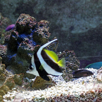 Reef Fish 2