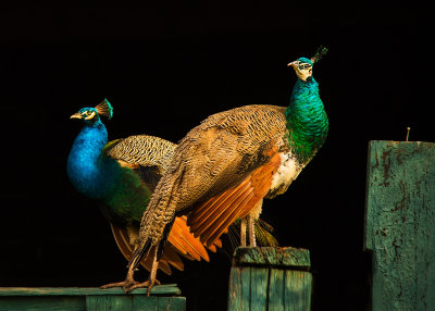 The Peahens by Sharon Lips