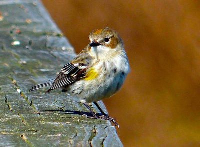 Yellow-rumped Warbler