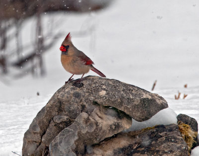 Lady Cardinal on Garden Stone