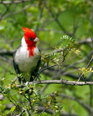 Red Crested Cardinal by Jack Sprano (Honorable Mention)