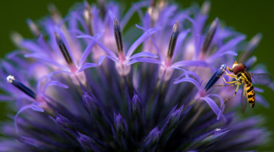 Thistle by Michael Bufis. Honorable Mention