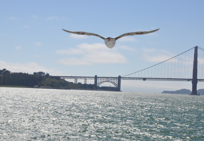 Seagull Over Golden Gate