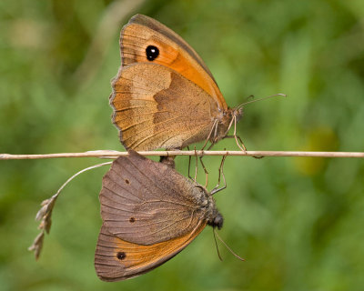Mating Meadow Browns