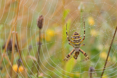 Wasp Spider in the Morning Dew by Adam Kozik