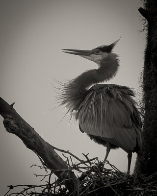Great Blue Heron Nest