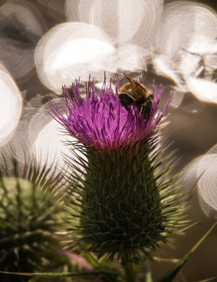 Thistle and Bee by Sharon Lips