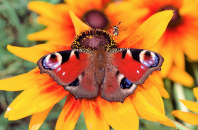 Peacock Butterflys Breakfast for Three