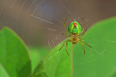 Cucumber Orb Spider Against Lilac Leaves