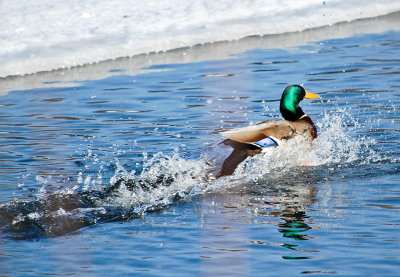 01. A Speedy Mallard