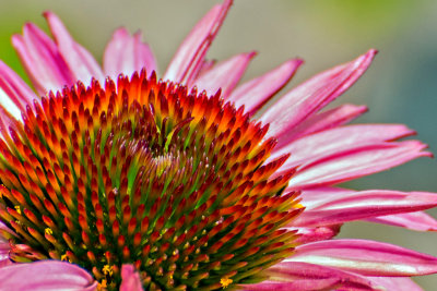 06. Cone Flower