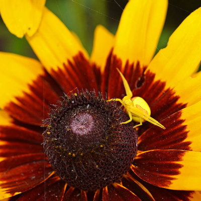07. Golden Rod Crab Spider