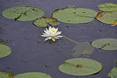 22. Raindrops