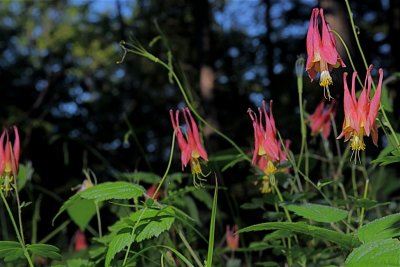 Columbine Galore