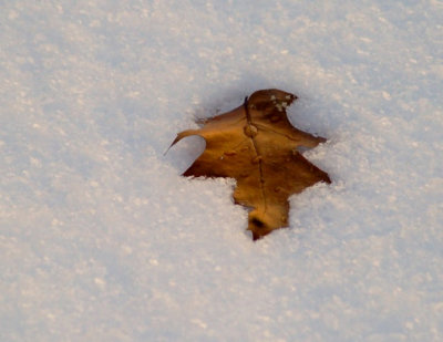 40. Leaf in Snow