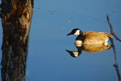 2. Goose Reflections