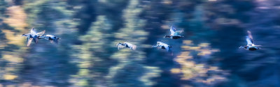 6. An Impressionists View of Birds in Flight