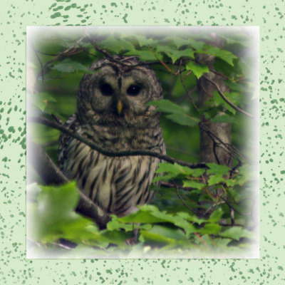 7. Barred Owl