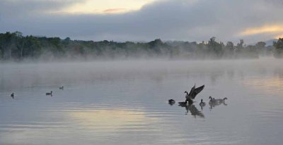 Mist at Dawn by Stephanie Trager 1st Regular