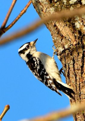 12. Downy Woodpecker