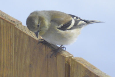 19. Sparrow