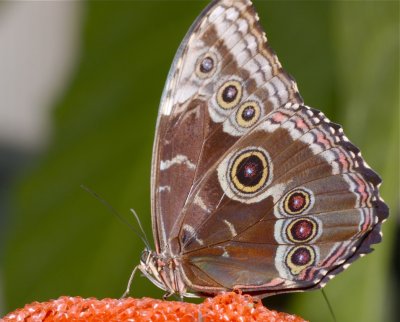 31.  Blue Morpho