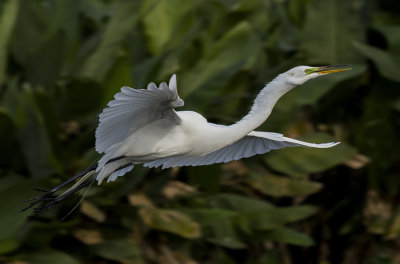 In Flight by Ray Meltzer