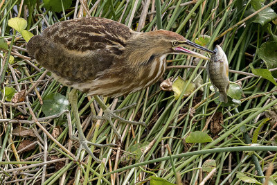 American Bittern