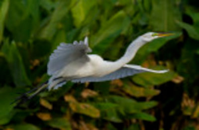 In Flight
