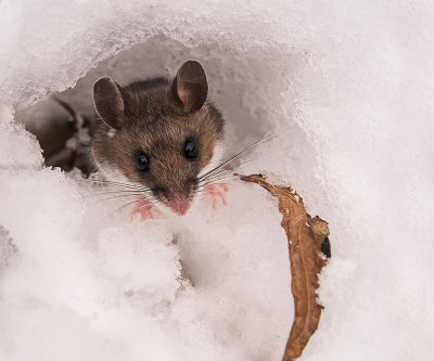 Mouse