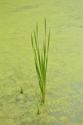 Water Plant by Bill Spezeski