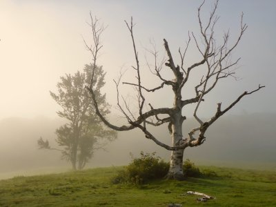Birch - morning fog by Brian Walsh 3rd Regular