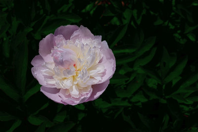 12. peony