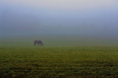 Lone Horse by David Simmons 2nd Regular