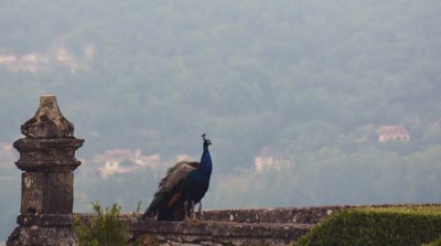 38. Dordogne peacock