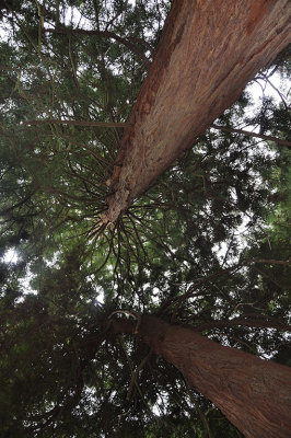 31 redwoods