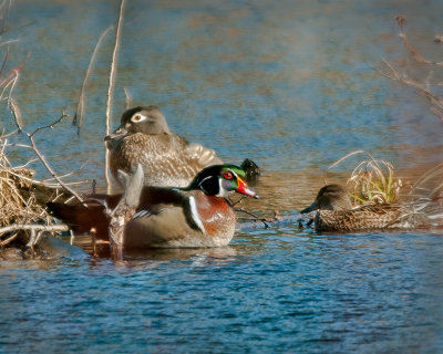 03. Wood Duck Family