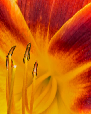 14. Fire Lilly