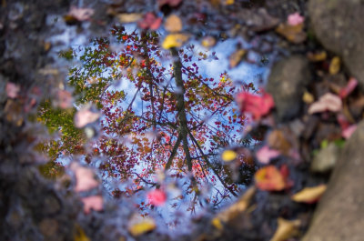 04. October Puddle - Advanced