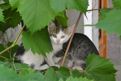 2013 Opatija Kittens in Grape Vines NW.jpg