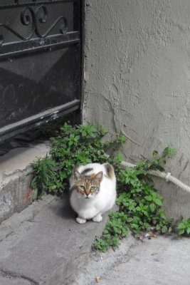 2013 The Cats of Istanbul SdV (24).jpg
