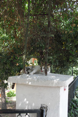 2013 The Cats of Istanbul SdV (9).jpg