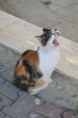 2013 The Cats of Istanbul. Cat Yawning SdV.jpg