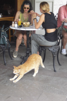 2013 The Cats of Istanbul. Cat in a Cafe SdV 1.jpg