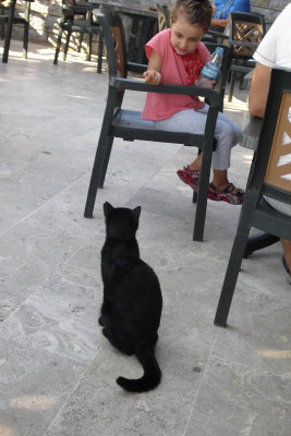 2013 The Cats of Istanbul. Cat in a Cafe SdV.jpg