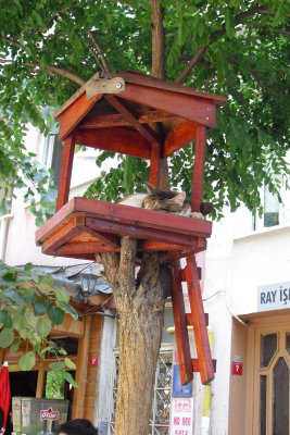 2013 The Cats of Istanbul. Cat in a Treehouse SdV.jpg