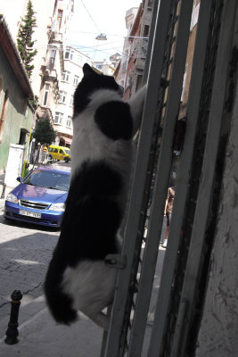 2013 The Cats of Istanbul. Cat on a Ladder SdV.jpg